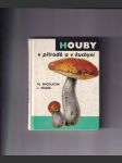 Houby v přírodě a v kuchyni - náhled